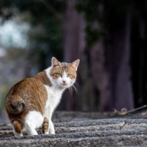 尾道のまち。空からお散歩！